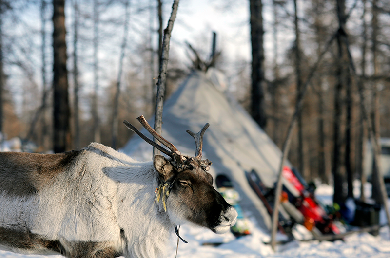 Reindeer at ice festival Mongolia